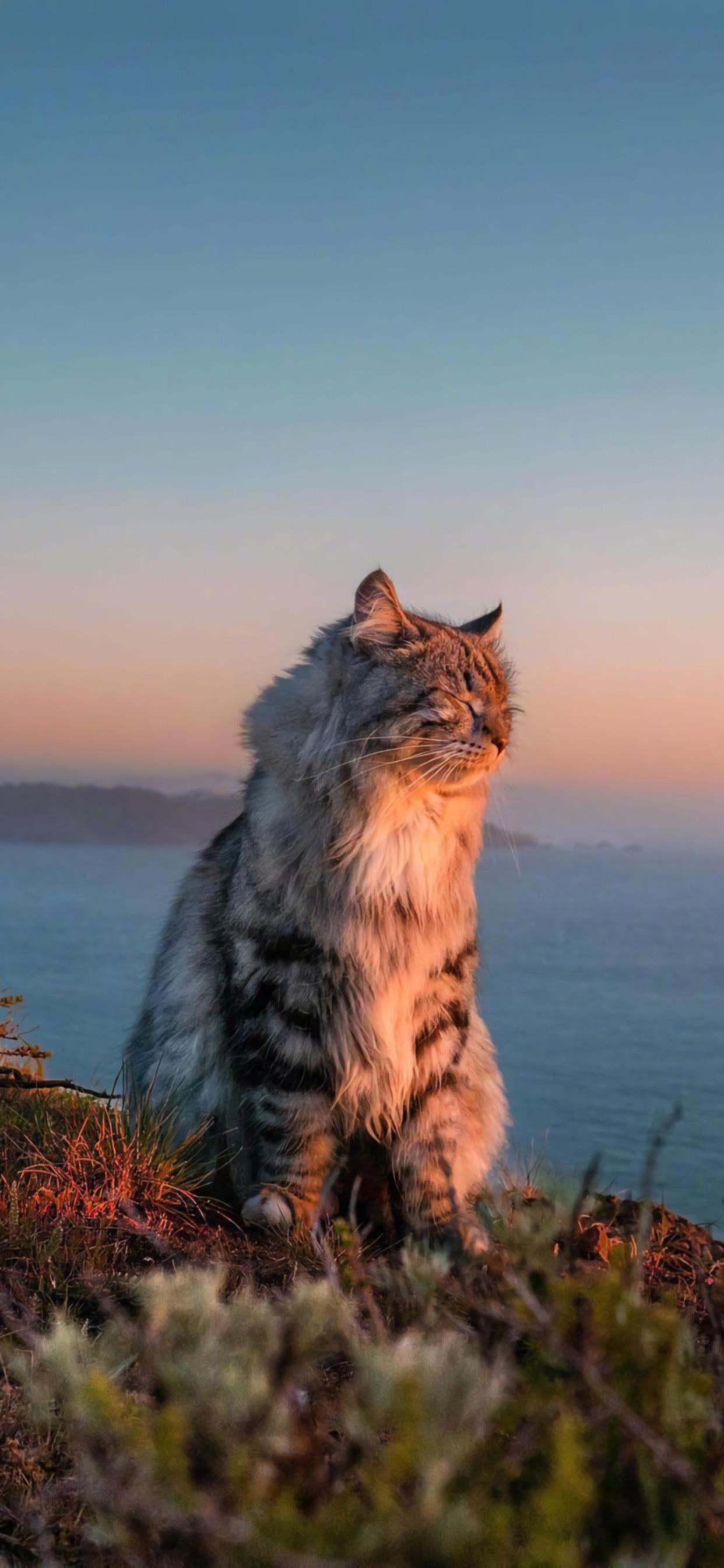 有没有这种类型的猫咪壁纸推荐呀