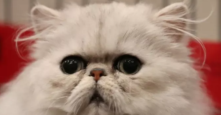 血猫 血狗 - 知乎