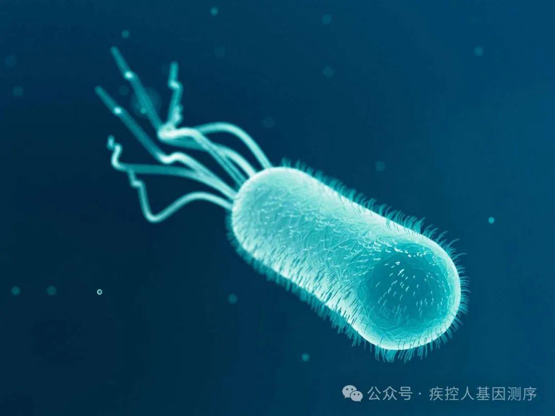 大肠杆菌全基因组测序--血清分型，耐药分析后续数据分析 - 知乎