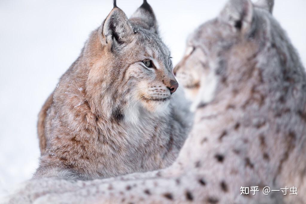 猞猁的难言之隐:冬季山里的无冕之王,杀狼捕鹿,却严重依赖雪兔 - 知乎