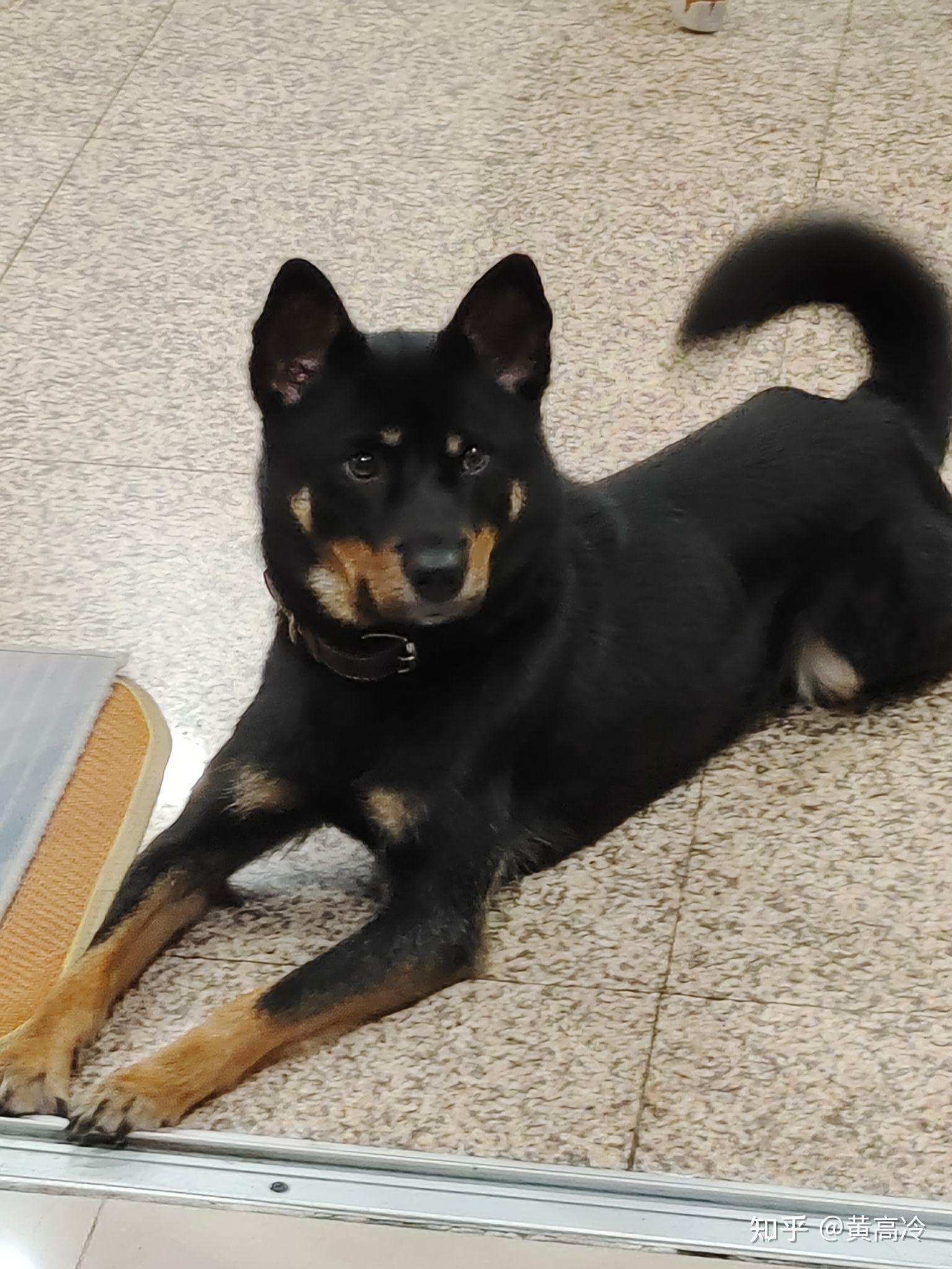 写回答 登录/注册 狗 犬种 中华田园犬(土狗) 想看铁包金(俗称四眼)毛