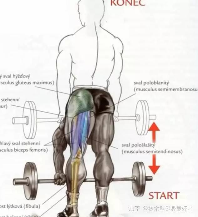 “硬拉”DeadLift全解(建议收藏) - 知乎