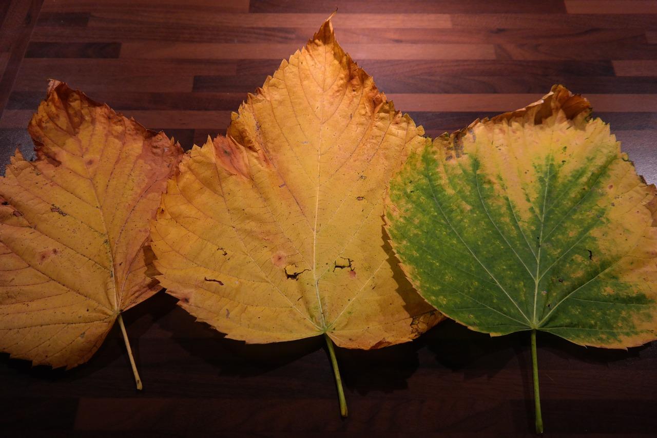 杨树苗多少钱一颗