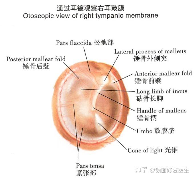 鼓膜四个象限解剖图图片