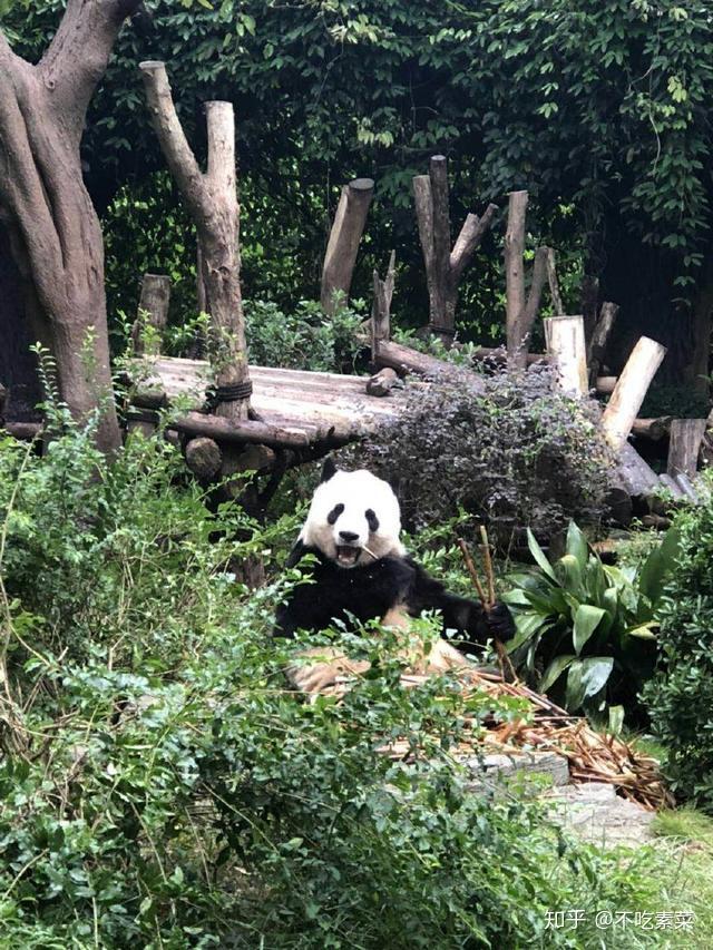 在成都大熊貓繁育研究基地怎樣拍出不一樣的遊客照