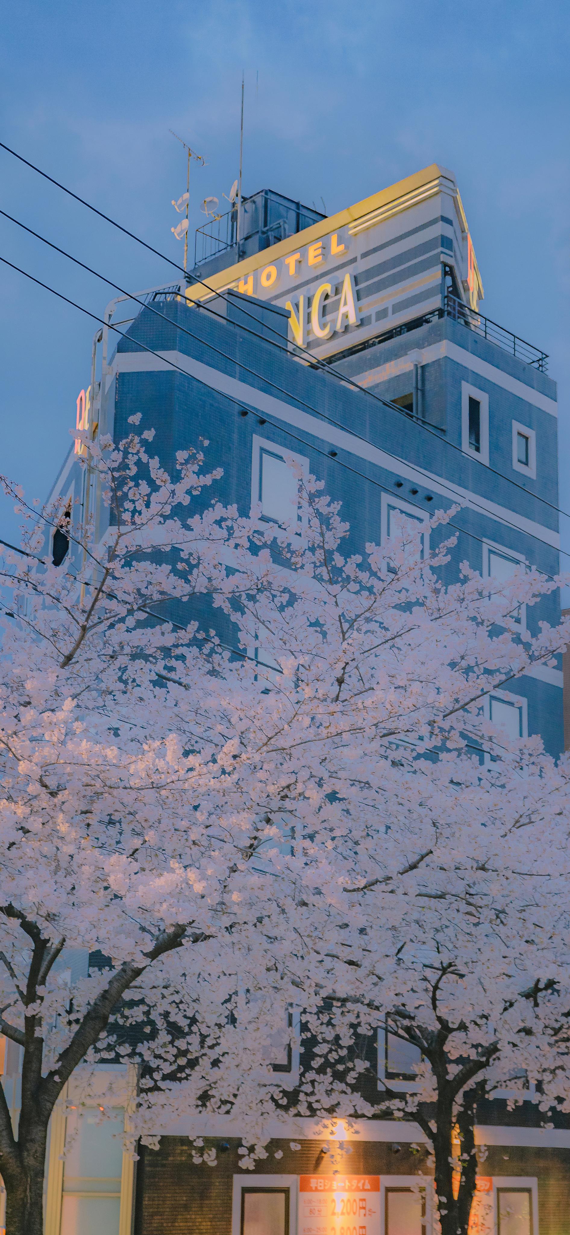 有哪些「美到不可方物」的樱花主题壁纸? - 知乎