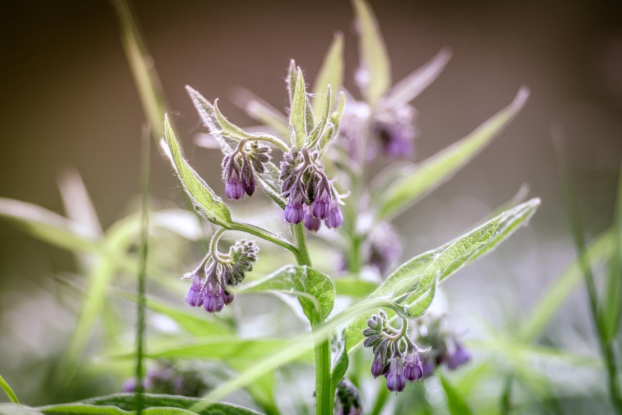 3. 花卉施肥方法