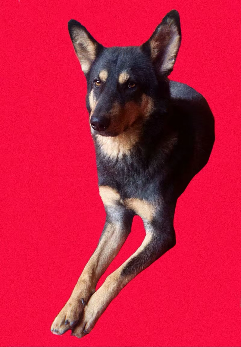 想看铁包金俗称四眼毛色的中华田园犬大家可以发我看看吗