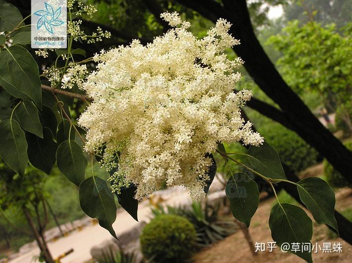 有哪些本尊配不上名字的植物動物嗎