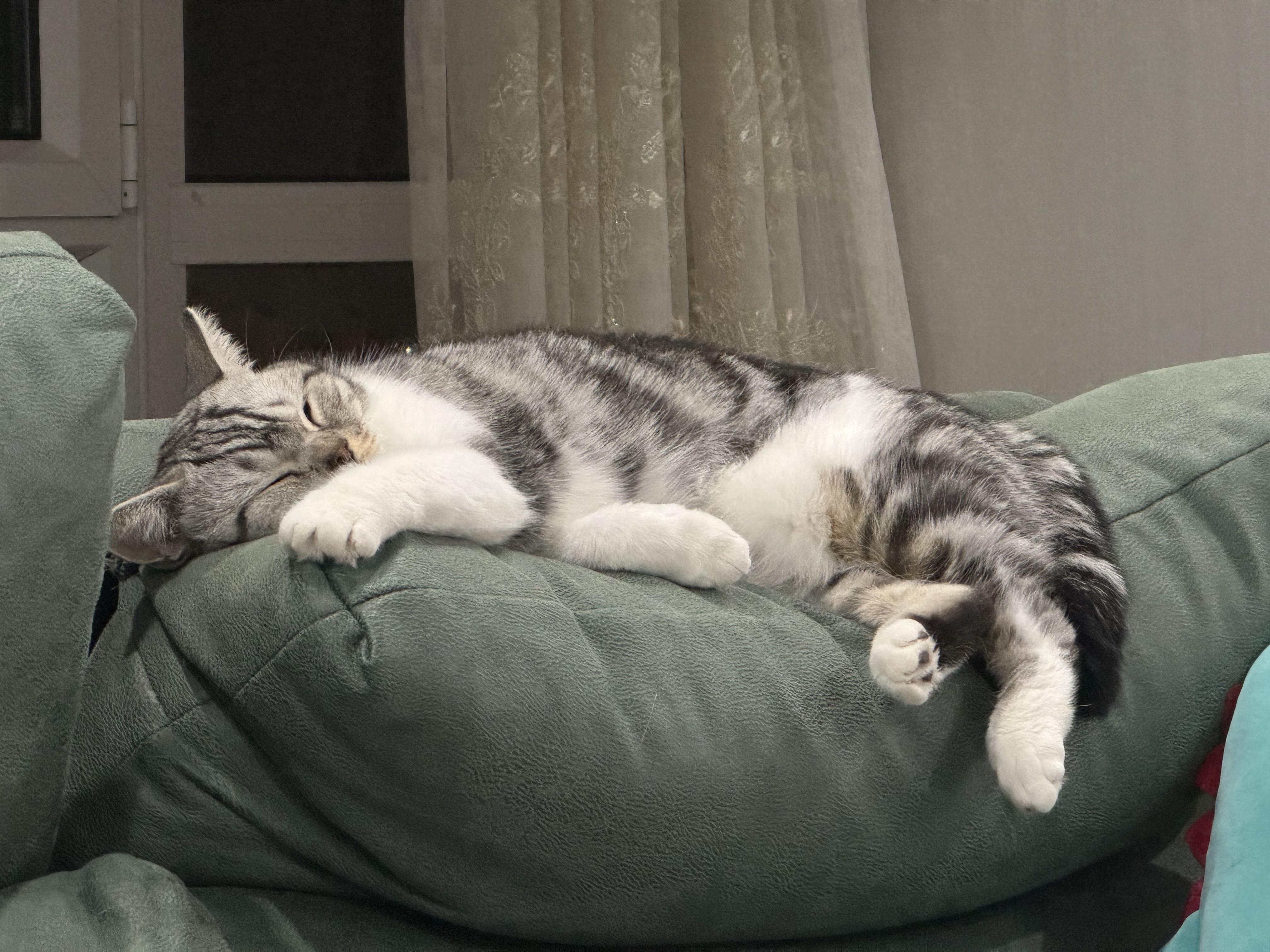 可以放一张猫猫睡懒觉的照片吗