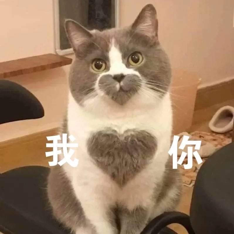 为什么大家都在说intp是猫？ - 知乎