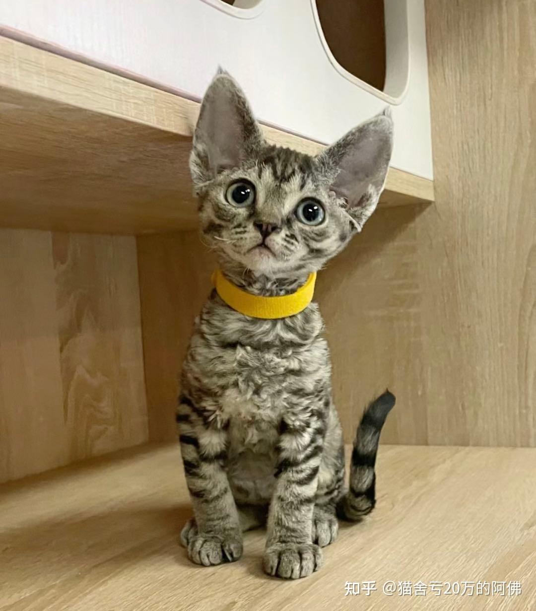德文卷毛猫到底好不好养?为什么那么多人喜欢德文猫? - 知乎