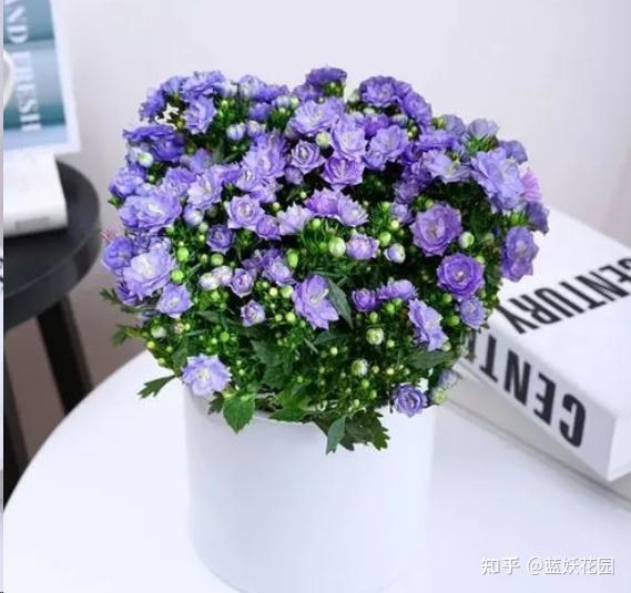 用什么做花盆最便宜 v2-0aabfba2694b08bb762bd90033dabc6b_r.jpg