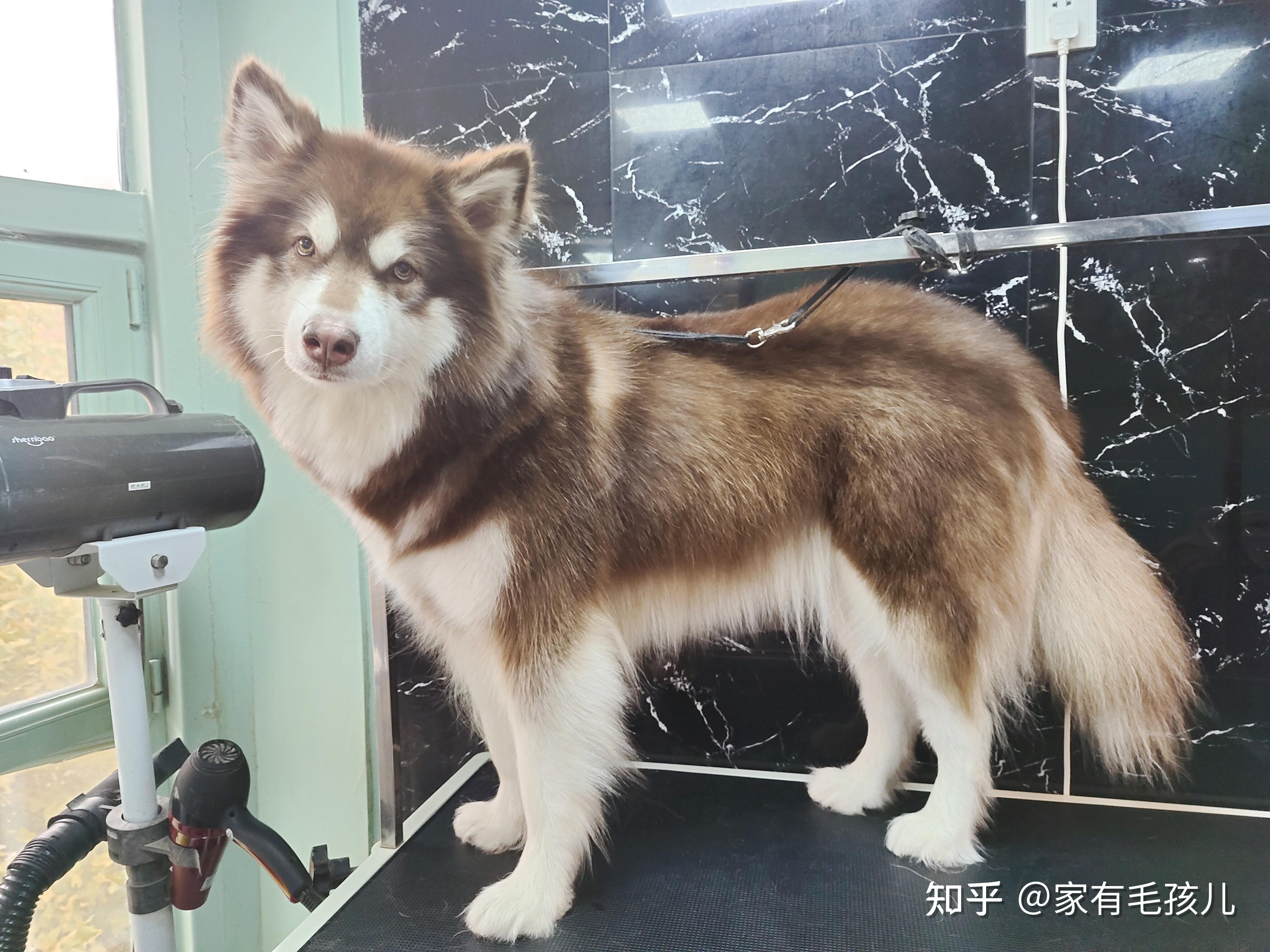 为什么我家的阿拉斯加是短毛,谁能帮我看看纯不纯?