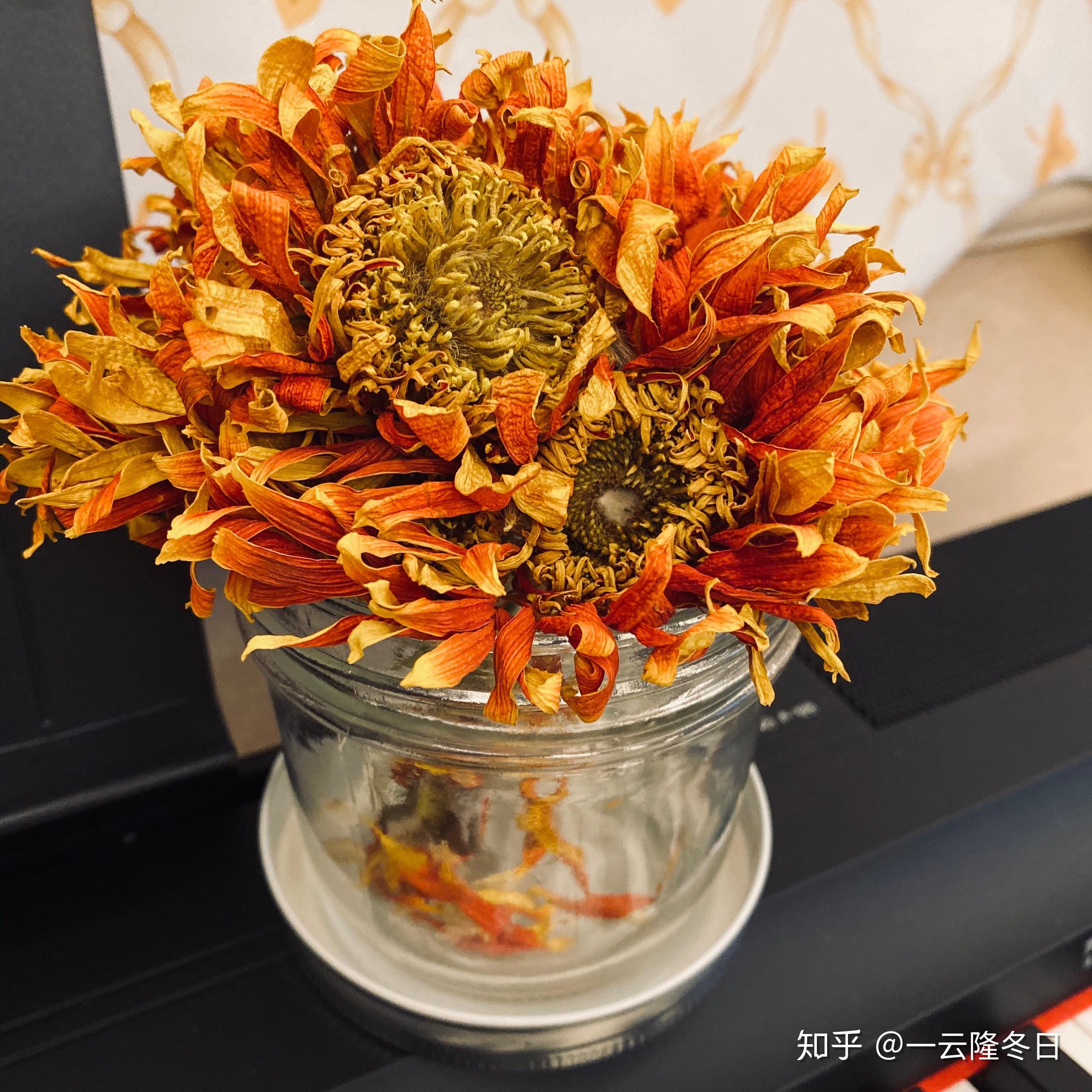 非洲菊干花怎么制作