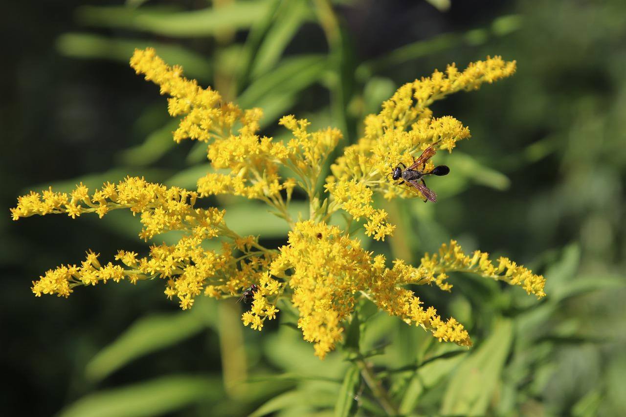4. 绣球花市场价目