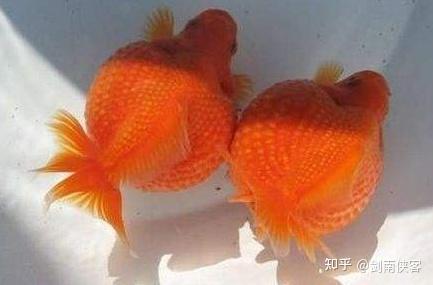 家养金鱼怀孕需要怎么准备