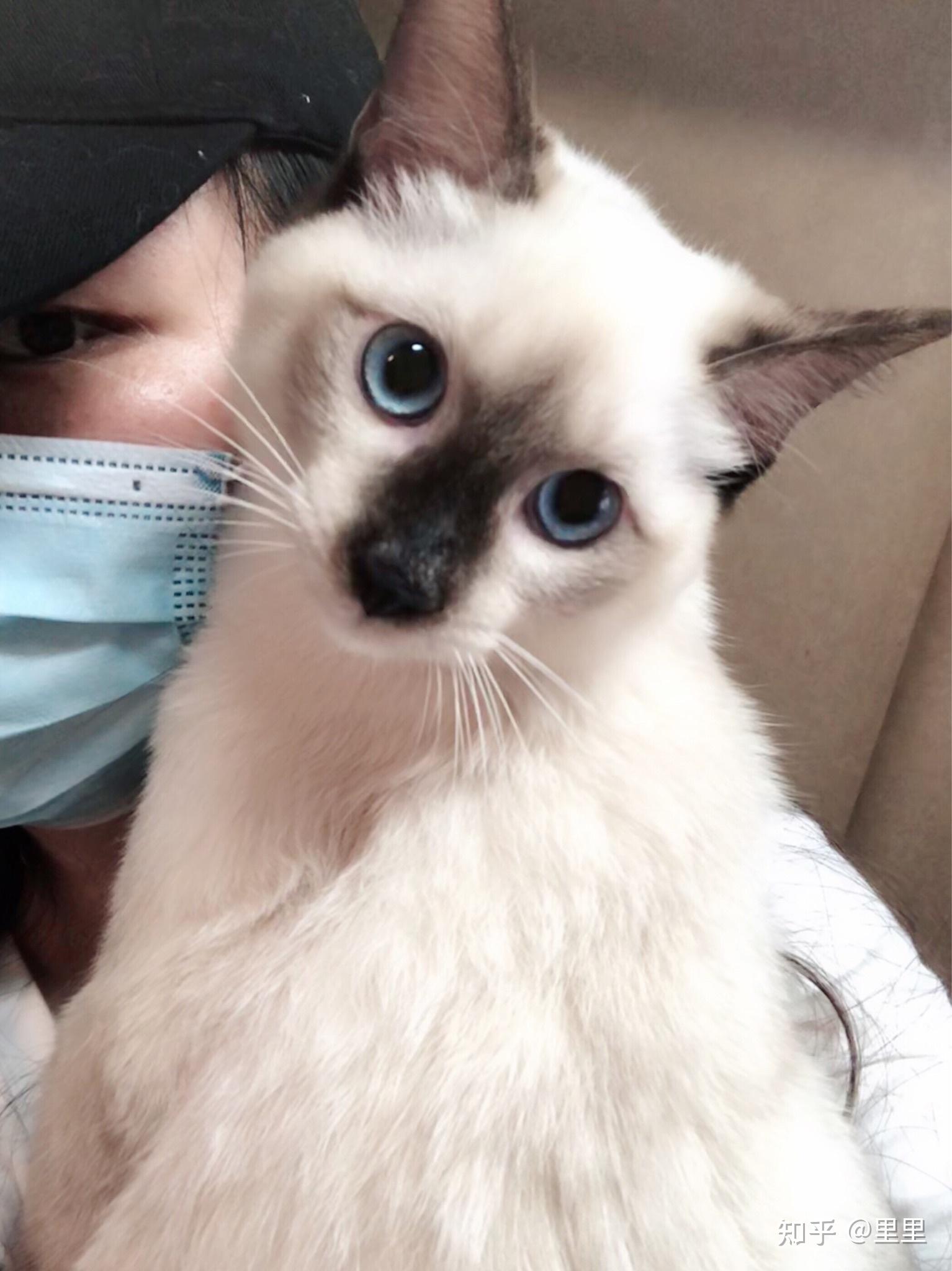 布偶猫和暹罗猫的串串什么样的? - 知乎