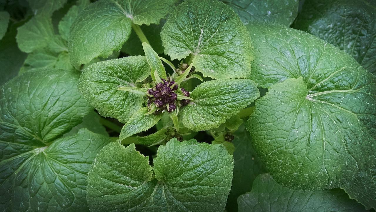 4. 花语：期待绽放