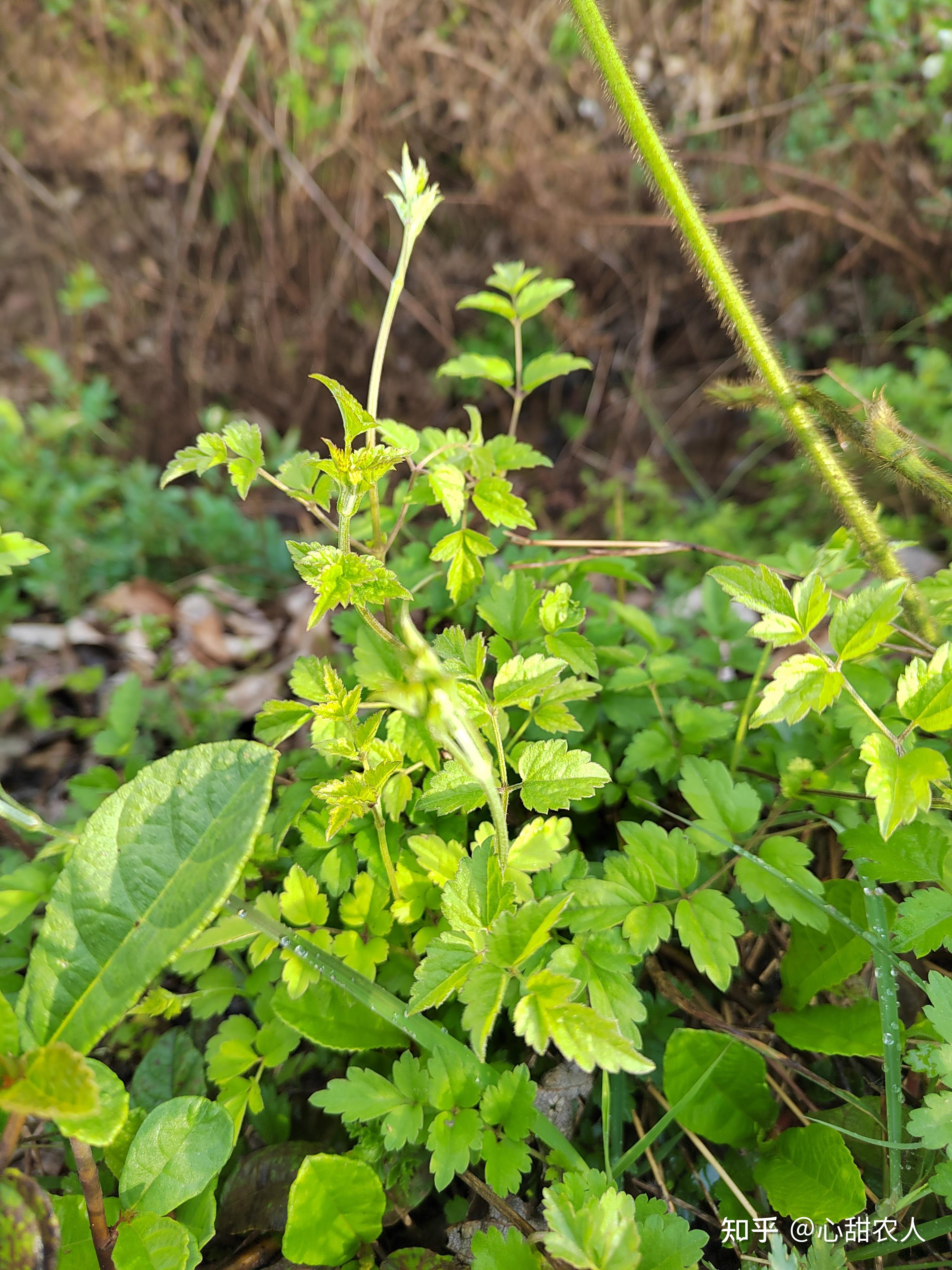 有哪些可食用的野菜? - 知乎