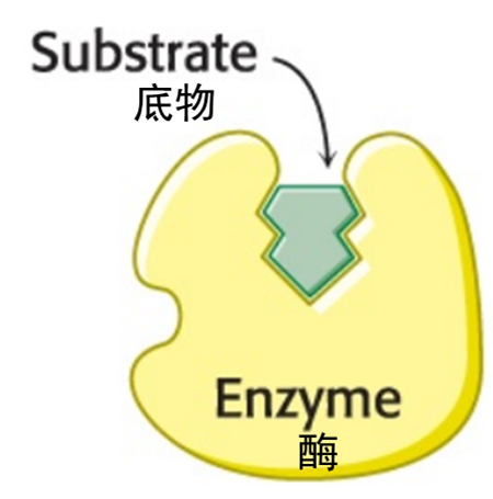 酶的竞争性抑制剂和非竞争性抑制剂有什么区别