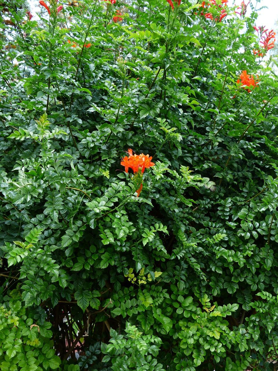 2. 树种分类常绿