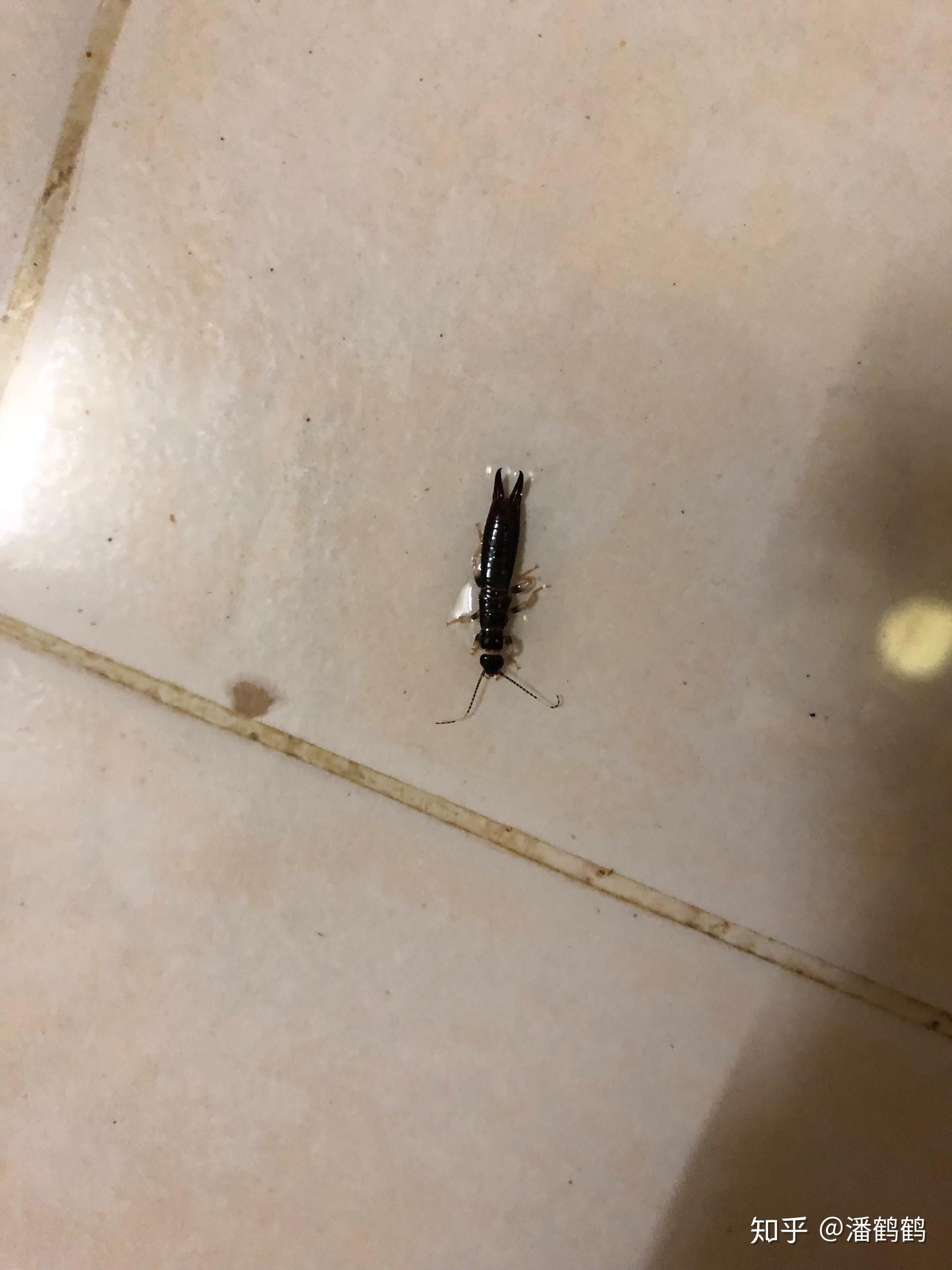 怎么有效灭绝甲板虫又名蠼螋