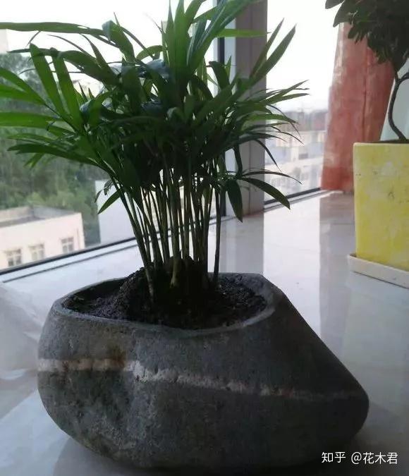 兰花用什么花盆栽植最好?高低深浅如何选? - 知乎