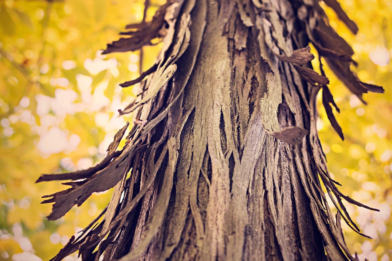 黄白树树皮多少钱一斤