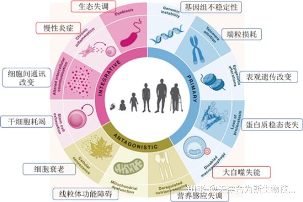 Cell | 研究衰老之十二个衰老标志揭秘机体衰老过程 - 知乎