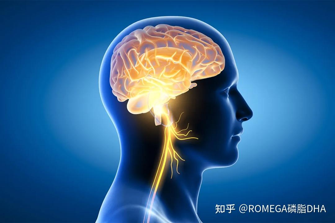 胆碱是人体必不可少的营养？ - 知乎