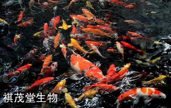 治疗锦鲤肠炎的方法 怎样治疗锦鲤肠炎 用什么药 知乎 治疗锦鲤肠炎的方法 怎样治疗锦鲤肠炎 用什么药 知乎