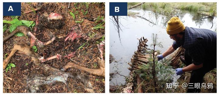 如果将 20 只狼和 500 只鹿放进同一孤岛，最后谁能活下来？
