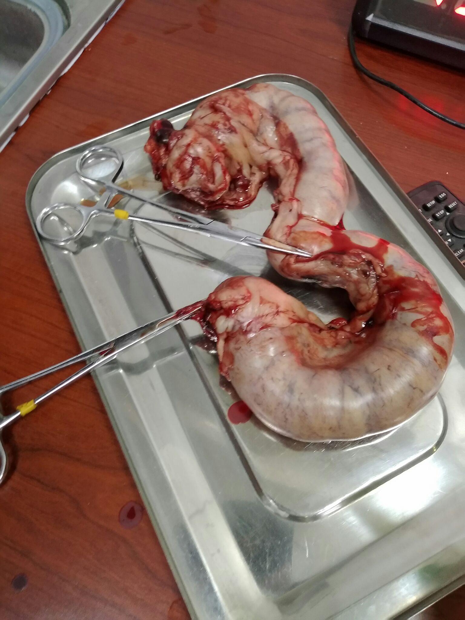 母猫绝育只摘除卵巢可以吗? - 知乎