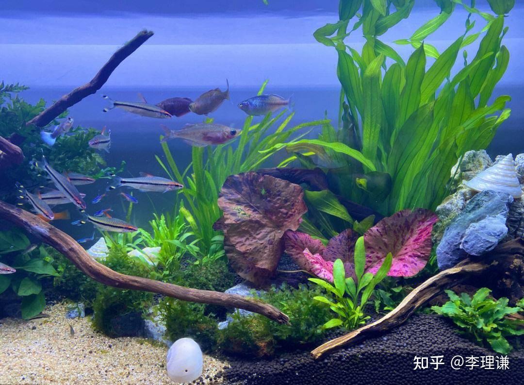 李理谦：家居风水之鱼缸的风水作用和摆放知识，有哪些风水禁忌？ - 知乎