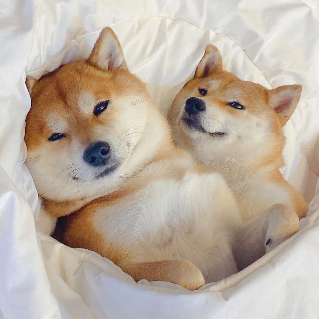 有没有一些柴犬或二哈超可爱的壁纸或头像