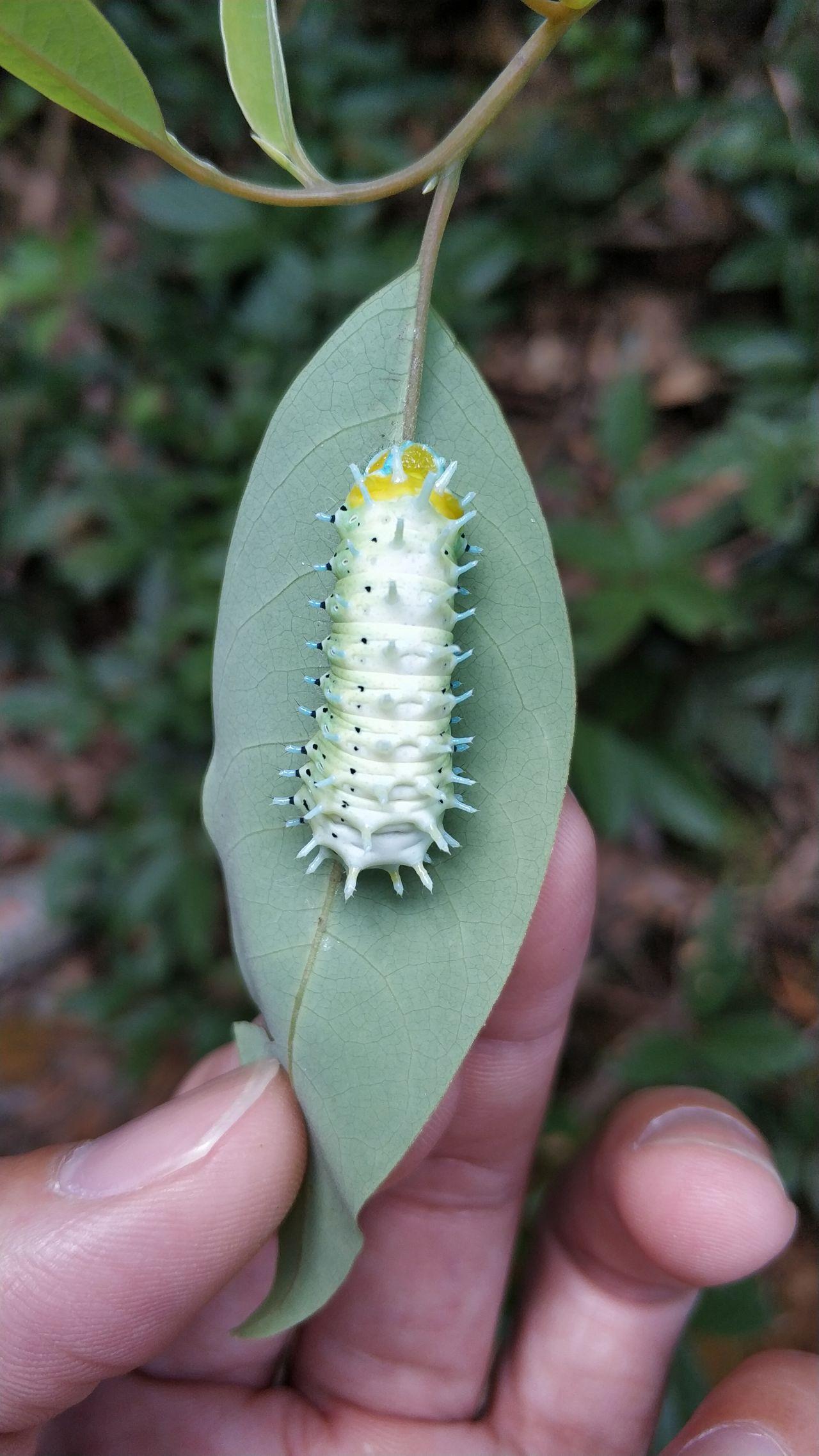 求问这种毛毛虫品种,以及成虫样子? - 知乎