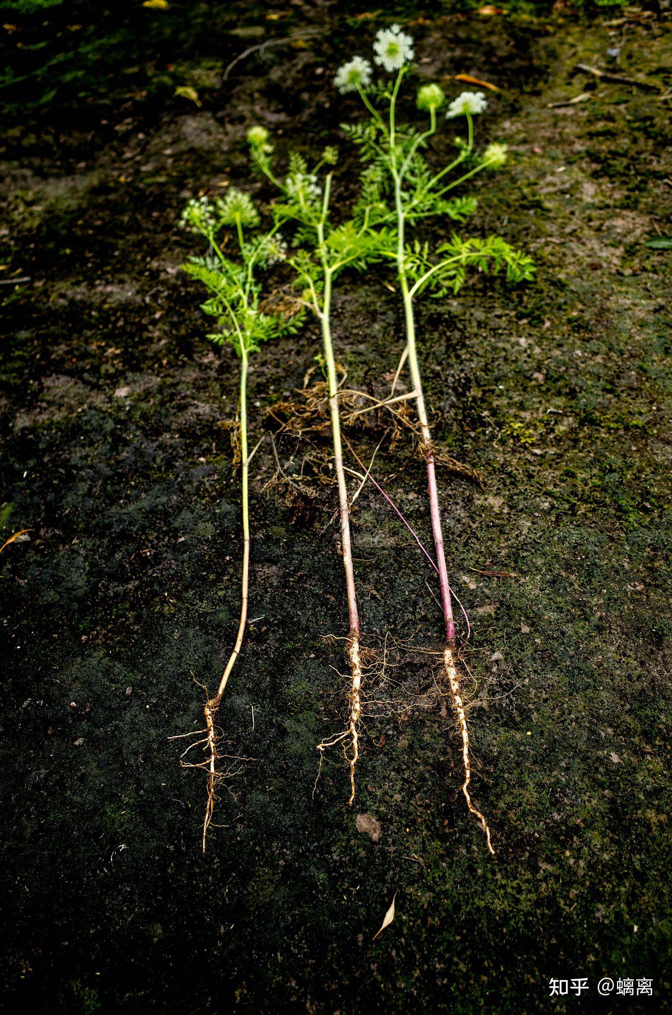 野胡萝卜是一种什么样子的植物?