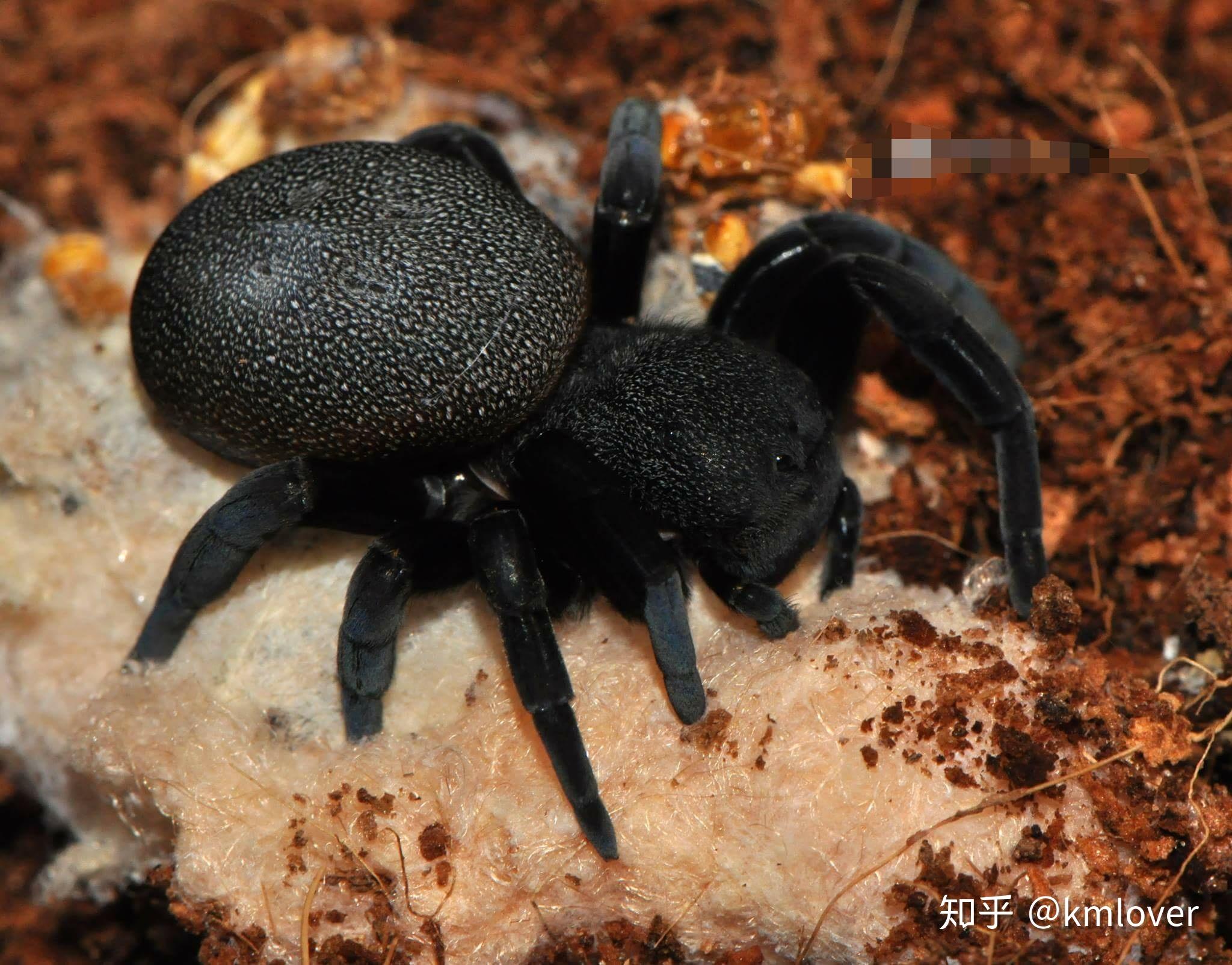 这是什么蜘蛛叫什么名字