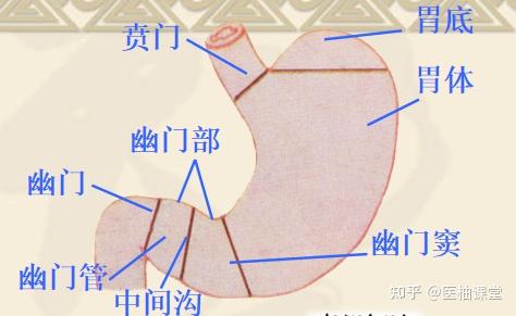 【干货】急性上消化道出血的处置措施 - 知乎