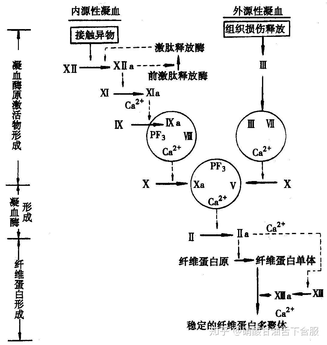 内源性凝血系统和外源性凝血系统有什么区别? - 知乎