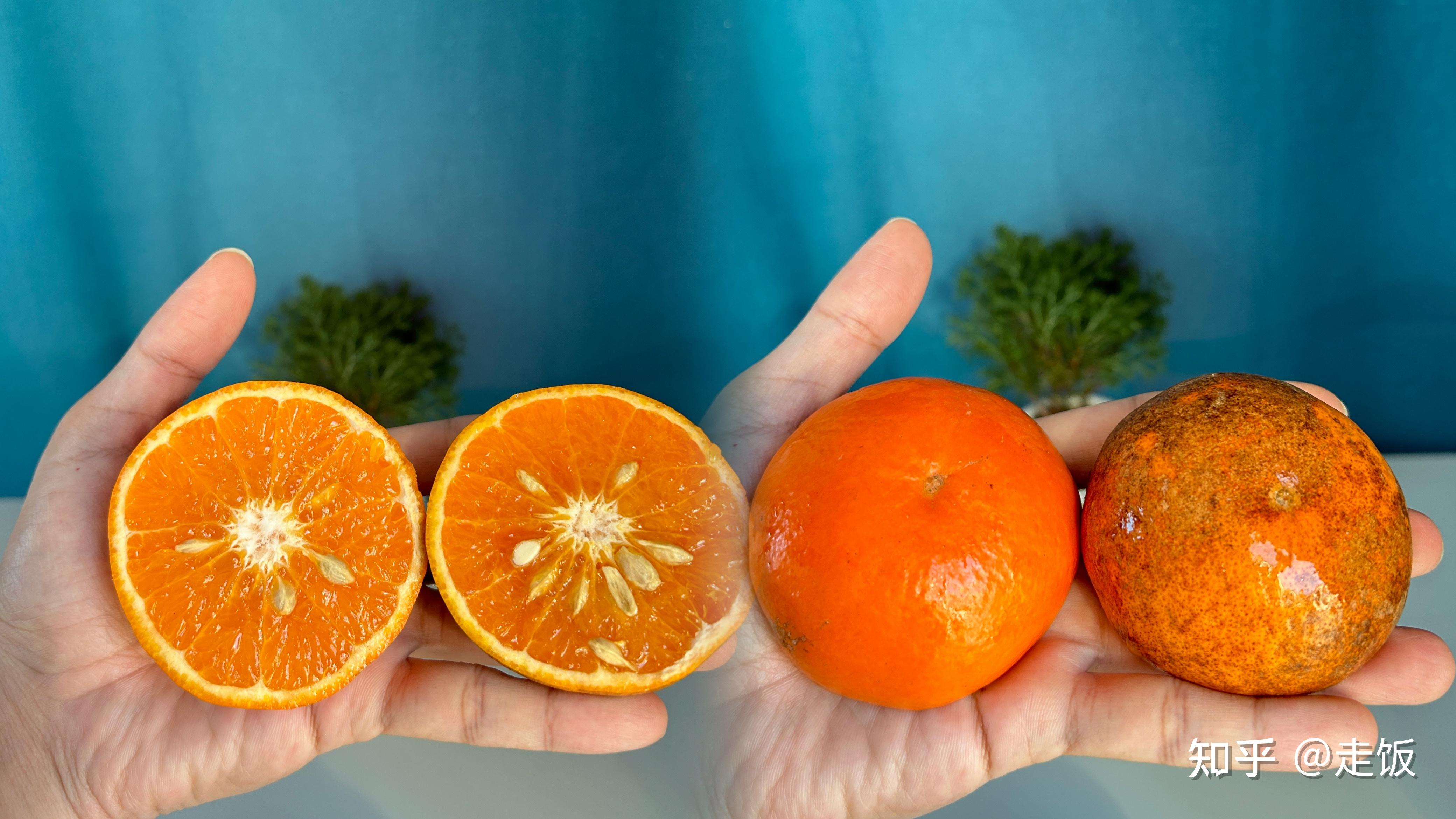 乌柑又称非洲乌柑主产区是云南哪里