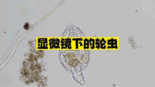 显微镜下的轮虫