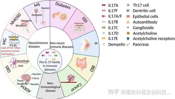 促炎细胞因子之IL17 - 知乎
