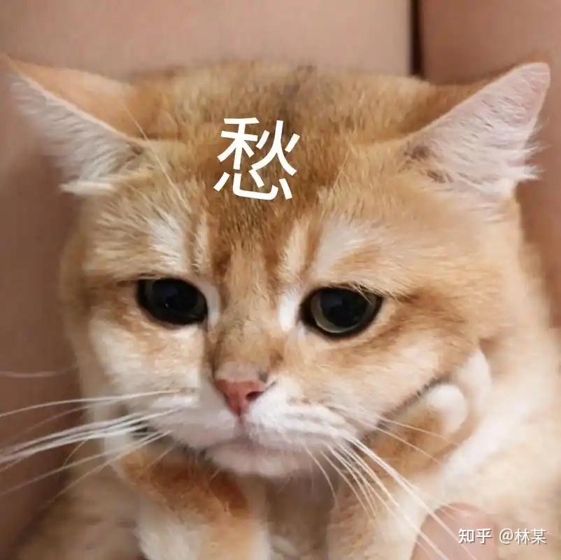 炎炎夏日,养宠家庭怎么度过?今年我锁死了这台空调