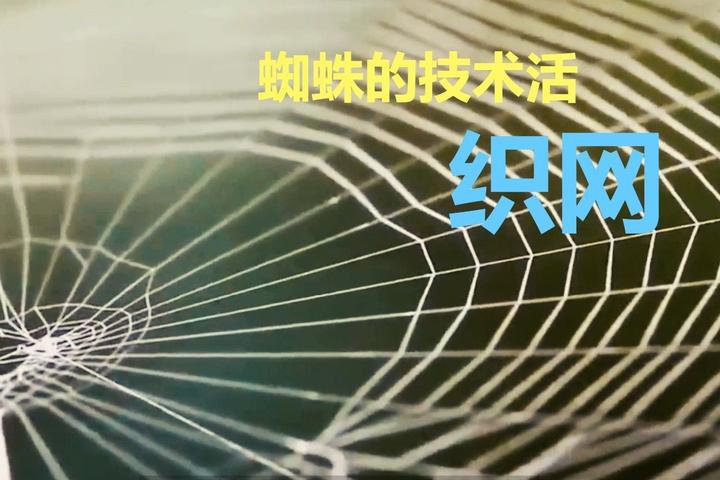 看看动物的智慧---蜘蛛织网 - 知乎