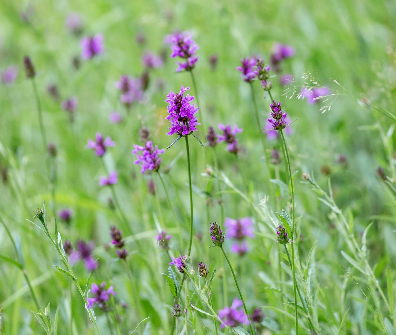 4. 兰花病虫害防治