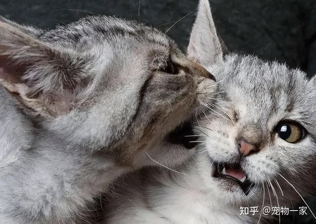 经验分享:春天来了,猫咪发情怎么应对? - 知乎