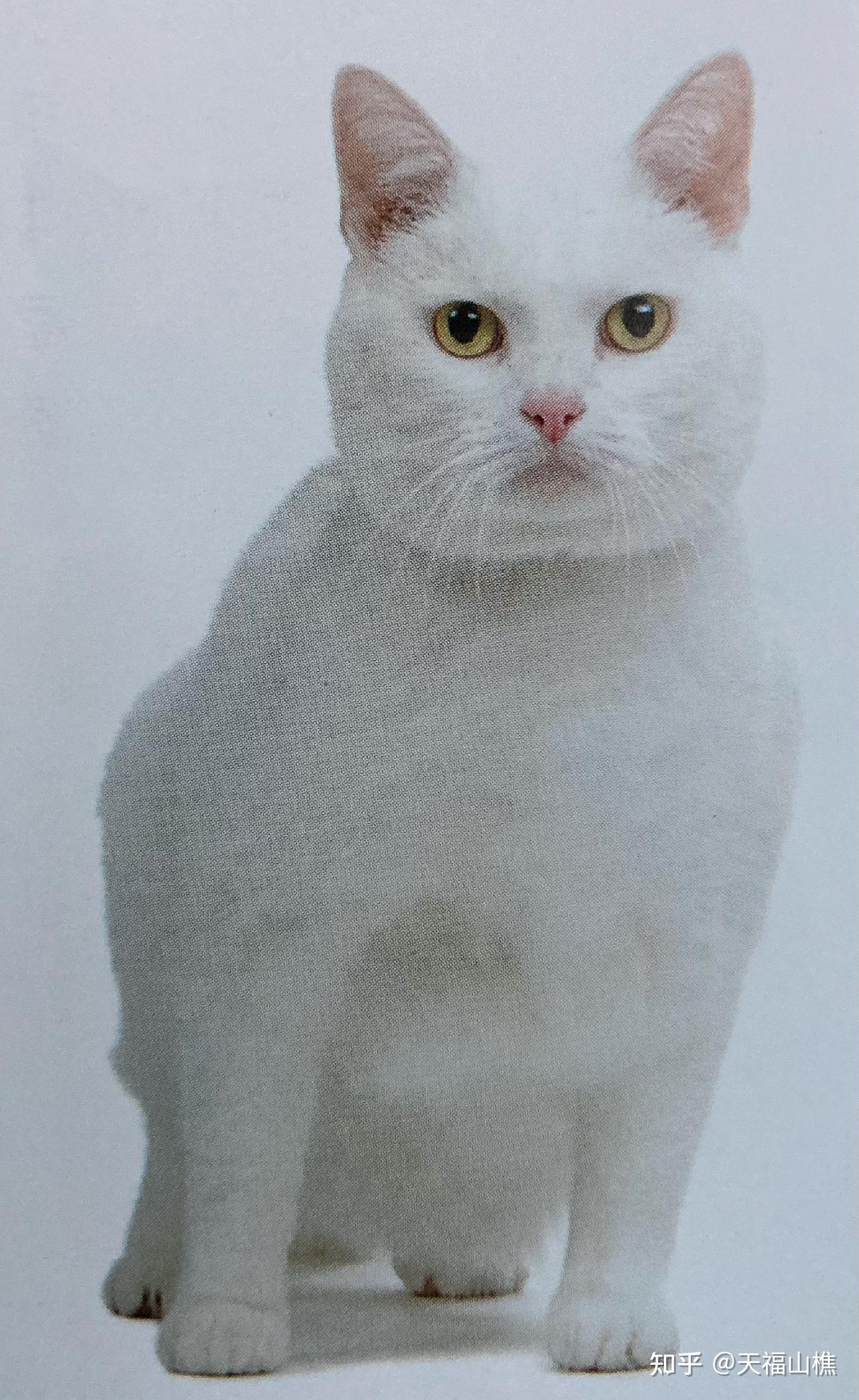 白色的猫猫是什么品种的猫呢？ 知乎 