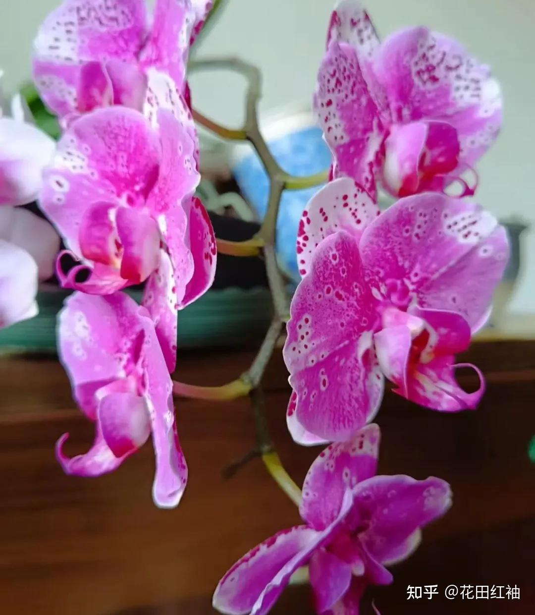 怎样才能让蝴蝶兰花梗长得高,开花多? - 知乎